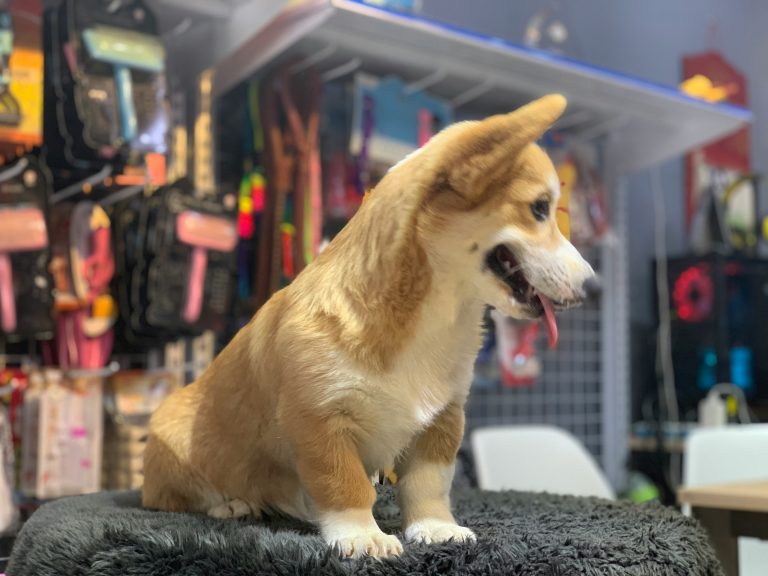 Dyreartikler: Alt hvad du behøver til dit kæledyr